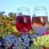 «Ладога» в Испании. Русская компания вложила больше двух миллионов евро в испанские винодельческие предприятия.